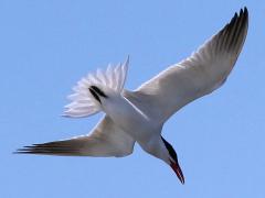 (Caspian Tern) plummeting (Caspian Tern) plummeting
