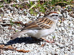 (Chipping Sparrow) standing (Chipping Sparrow) standing