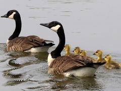 (Canada Goose) family (Canada Goose) family