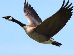 (Canada Goose) flying (Canada Goose) flying
