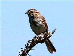 (Song Sparrow) male (Song Sparrow) male