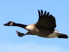 (Canada Goose) calling (Canada Goose) calling