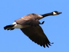 (Canada Goose) flying downstroke (Canada Goose) flying downstroke