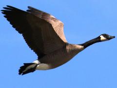 (Canada Goose) flying upstroke (Canada Goose) flying upstroke