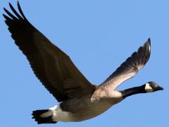 (Canada Goose) gliding (Canada Goose) gliding