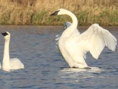 (Trumpeter Swan) flap (Trumpeter Swan) flap