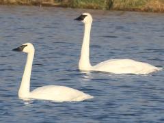 (Trumpeter Swan) pair (Trumpeter Swan) pair