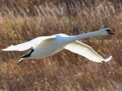 (Mute Swan) cruising (Mute Swan) cruising