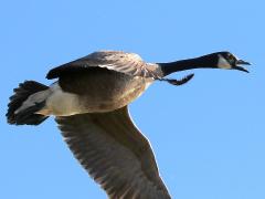 (Canada Goose) honking (Canada Goose) honking