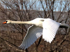 (Mute Swan) flapping (Mute Swan) flapping