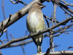 (Cedar Waxwing) perching (Cedar Waxwing) perching