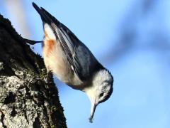 (White-breasted Nuthatch) female feeding (White-breasted Nuthatch) female feeding