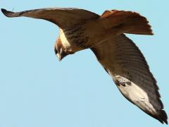 (Red-tailed Hawk) flying (Red-tailed Hawk) flying