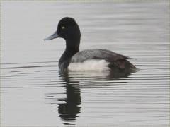 (Lesser Scaup) male (Lesser Scaup) male