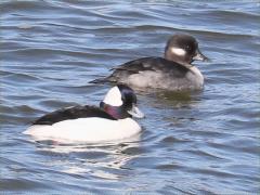 (Bufflehead) swimming (Bufflehead) swimming