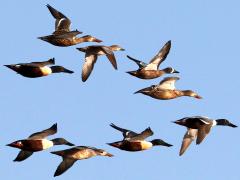 (Northern Shoveler) flight (Northern Shoveler) flight