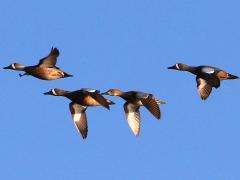 (Blue-winged Teal) flight (Blue-winged Teal) flight