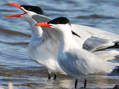 (Caspian Tern) calling (Caspian Tern) calling