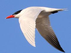 (Caspian Tern) winging (Caspian Tern) winging