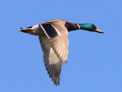 (Mallard) male flying downstroke (Mallard) male flying downstroke