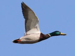 (Mallard) male flying upstroke (Mallard) male flying upstroke