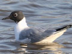 (Bonaparte's Gull) floating (Bonaparte's Gull) floating