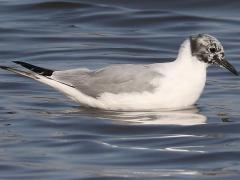 (Bonaparte's Gull) molting (Bonaparte's Gull) molting