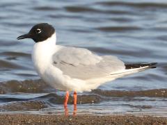 (Bonaparte's Gull) standing (Bonaparte's Gull) standing