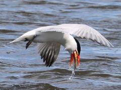 (Caspian Tern) fishing (Caspian Tern) fishing