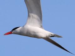(Caspian Tern) soaring (Caspian Tern) soaring