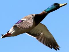 (Mallard) male flying downstroke (Mallard) male flying downstroke