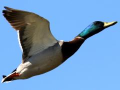 (Mallard) male flying upstroke (Mallard) male flying upstroke