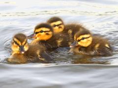 (Mallard) ducklings (Mallard) ducklings