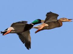 (Mallard) pair calling flight (Mallard) pair calling flight