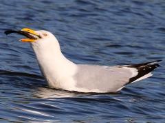 (American Herring Gull) swallows fish (American Herring Gull) swallows fish