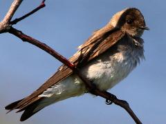 (Northern Rough-winged Swallow) perching (Northern Rough-winged Swallow) perching
