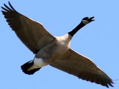 (Canada Goose) calling (Canada Goose) calling