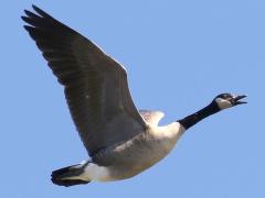(Canada Goose) squawking (Canada Goose) squawking