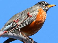 (American Robin) male perching (American Robin) male perching