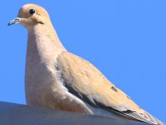 (Mourning Dove) perched (Mourning Dove) perched