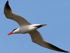 (Caspian Tern) coasting (Caspian Tern) coasting
