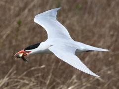 (Caspian Tern) flies with fish (Caspian Tern) flies with fish
