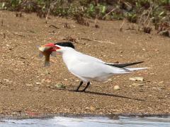 (Caspian Tern) snags fish (Caspian Tern) snags fish