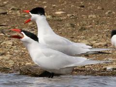 (Caspian Tern) swallows fish (Caspian Tern) swallows fish