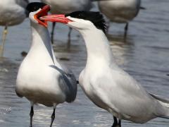(Caspian Tern) calling (Caspian Tern) calling