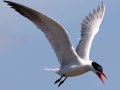 (Caspian Tern) calling flight (Caspian Tern) calling flight