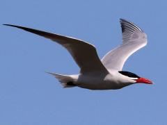 (Caspian Tern) cruising (Caspian Tern) cruising