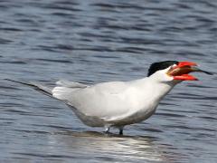 (Caspian Tern) swallows fish (Caspian Tern) swallows fish
