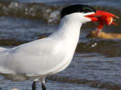 (Caspian Tern) catches Goldfish (Caspian Tern) catches Goldfish