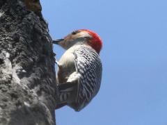 (Red-bellied Woodpecker) male (Red-bellied Woodpecker) male